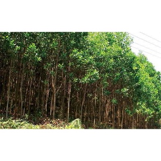 cây giống Keo Lai (tràm lai)