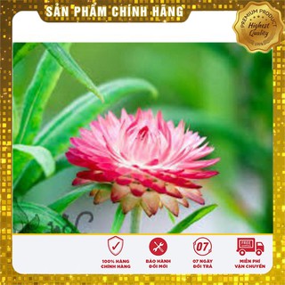 Hạt Giống Hoa Cúc Bất Tử(50 hạt)