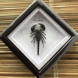 Tranh Bọ Cạp Tiêu Bản