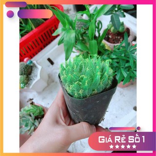 Sen Đá Dạ Quang Xanh Dương Sen Đá Kim Cương