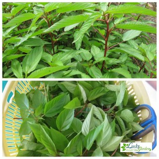10g Hạt giống Rau Đay đỏ XTRA