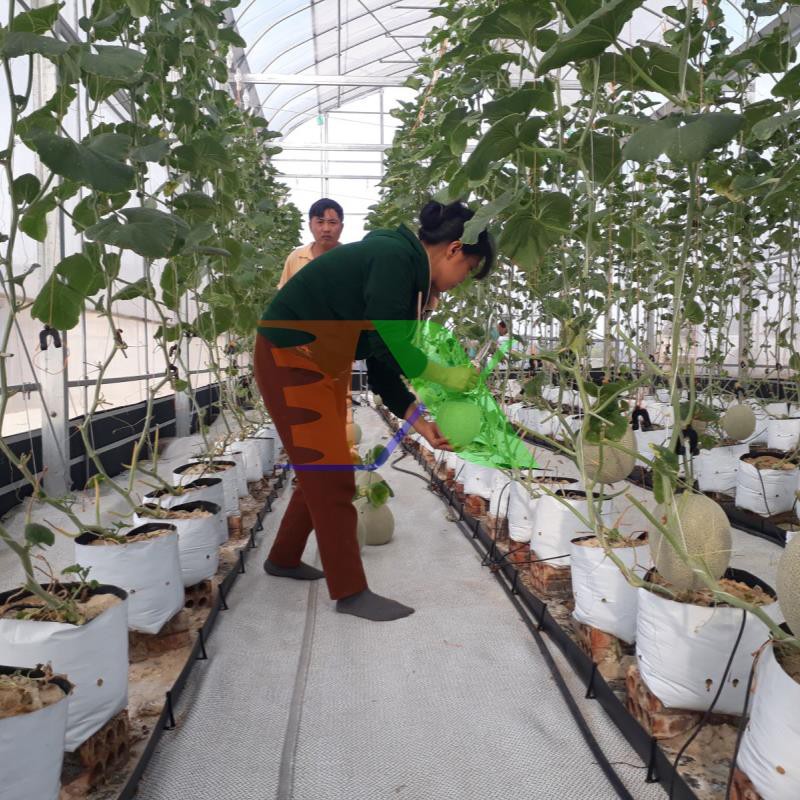 Bộ 30 Túi trồng PE (R17 x H33) trồng cà chua, ớt, dưa lưới
