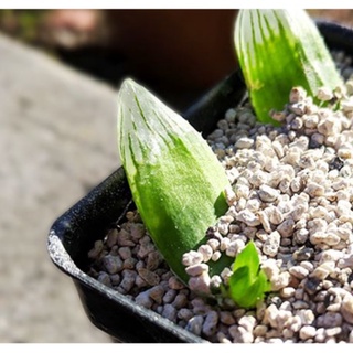 Hạt giống Sen đá Kim Cương (20 hạt) ( tặng kèm thuốc kích mầm ra rễ)