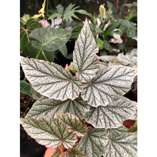 Chậu cây thu hải đường- begonia