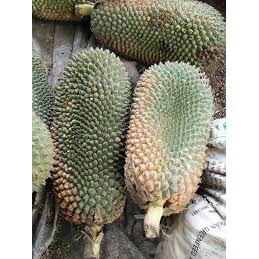 1Kg Quả Dứa Rừng [Hàng Chuẩn]