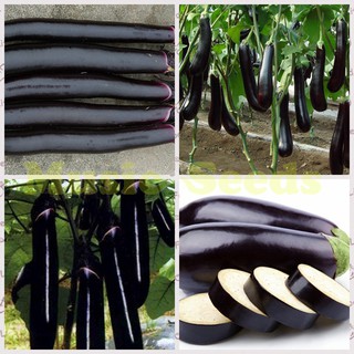 HẠT GIỐNG CÀ TÍM CÁC LOẠI - 1 Gói