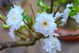 Cây giống nhất chị mai nhỏ