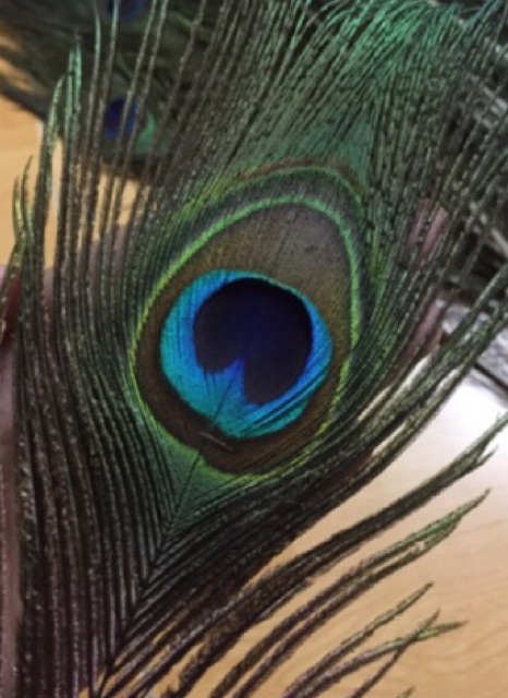 Lông công xanh tự nhiên 65-70cm loại 1 TO ĐẠI | BigBuy360 - bigbuy360.vn