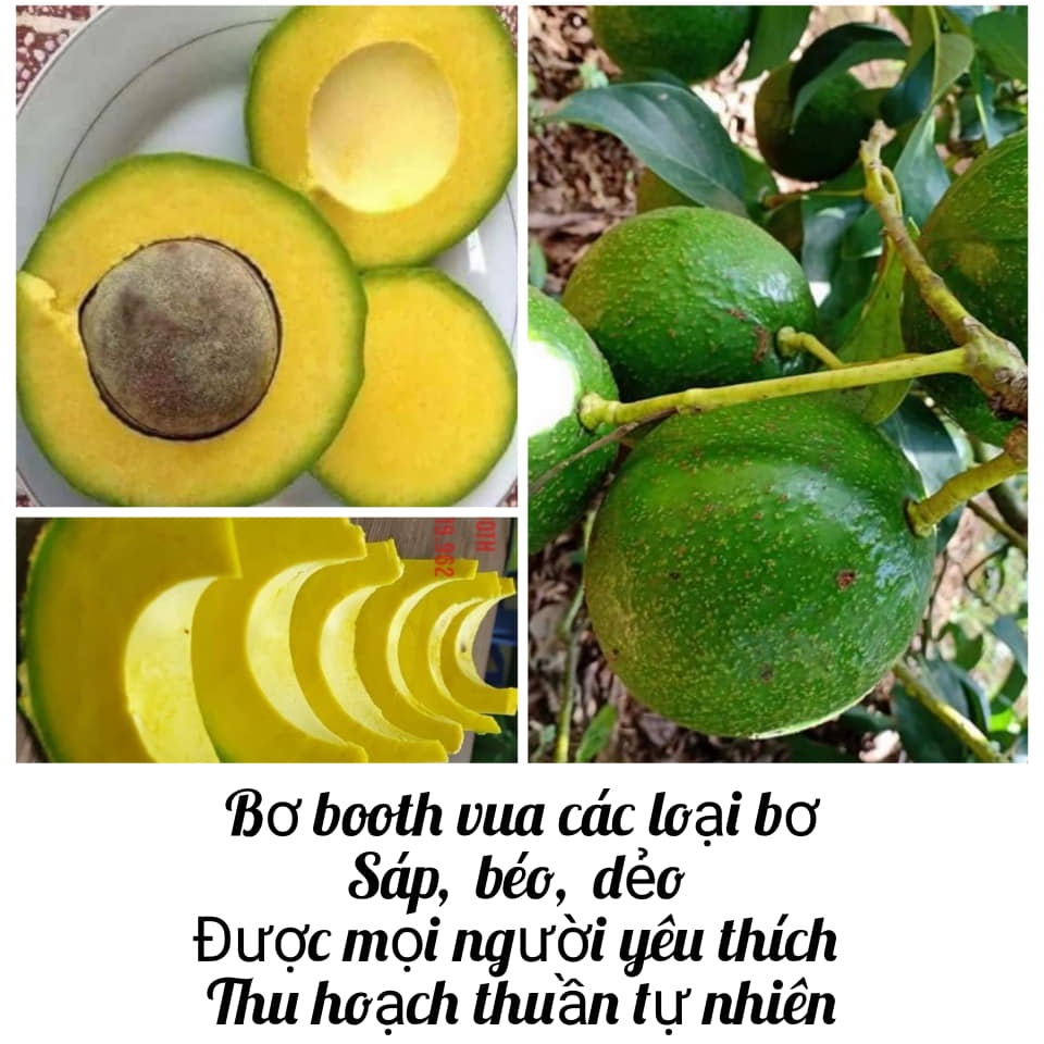 Bơ booth da nám dẻo ngon    -1kg