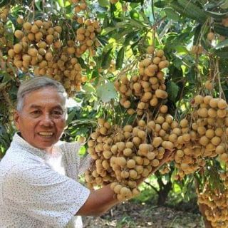 CÂY GIỐNG NHÃN LỒNG KHÔNG HẠT