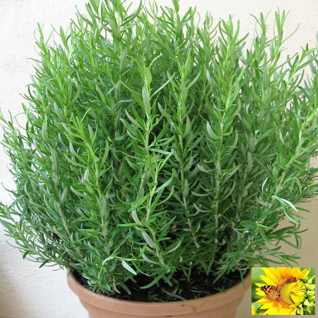 Hạt giống Hương thảo