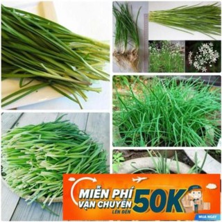 1g Hạt giống Hẹ LuckyseadTG