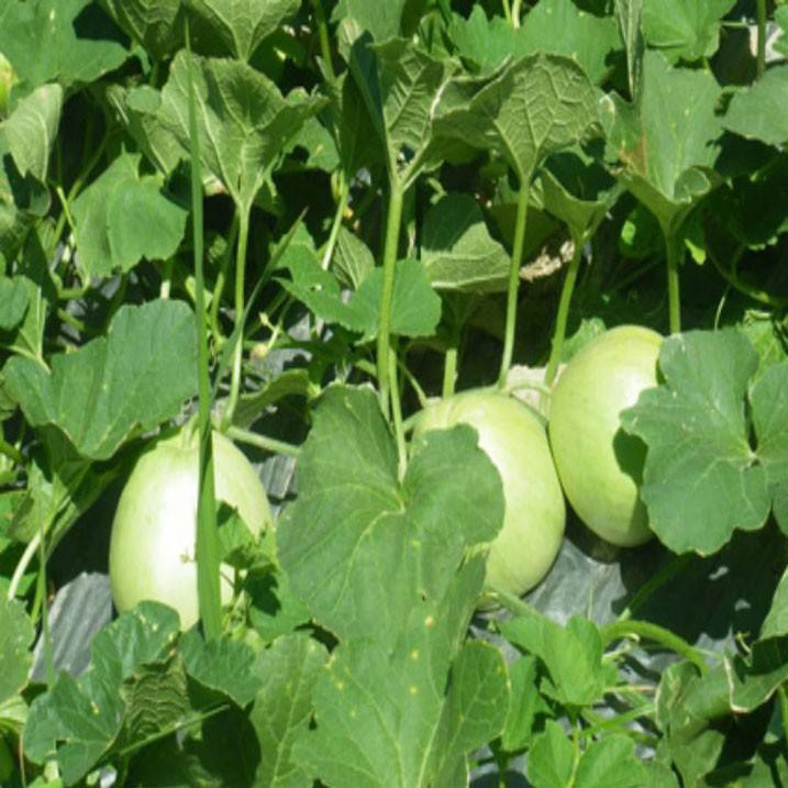 HẠT GIỐNG DƯA LÊ SIÊU NGỌT F1 (NN.76) - gói 1-5 gam