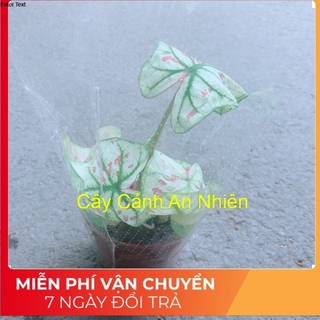 Cây Môn Kiểng