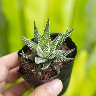 Sen đá móng rồng cỡ nhỏ 5-7cm - Vườn sen đá