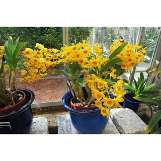 Sản phẩm LAN HOÀNG LẠP nguyên chậu hàng hiếm rừng Tây Bắc hoa đẹp lâu + Tặng (0,3kg) phân hữu cơ cao cấp