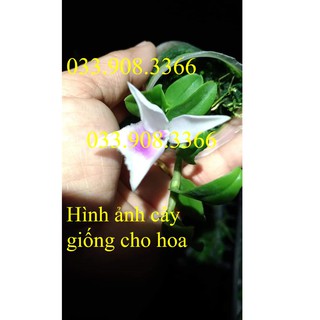 5ct hiển oanh đã có hoa bói