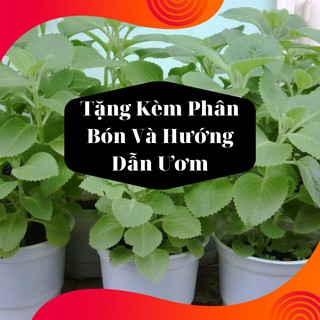 Combo 2 Gói Hạt Giống Húng Chanh