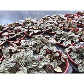 chậu cây Hạnh tiên thảo (giống mới)