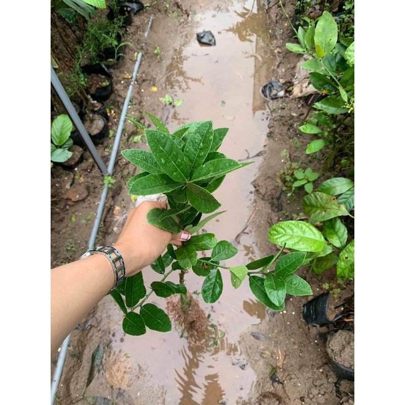 cây giống phật thủ