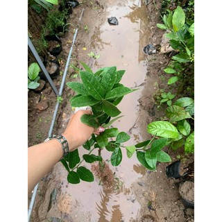 cây giống phật thủ