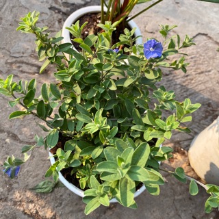 CÂY THANH TÚ NỞ HOA SIÊU ĐẸP - TẶNG CHẬU SỨ ĐỂ BÀN