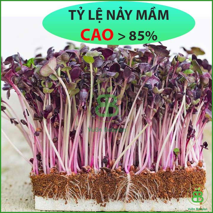 Hạt Giống Mầm Củ Cải Malady 30Gr - Hạt Giống Rau Mầm Củ Cải Đỏ Giòn Ngọt, Nhanh Thu Hoạch