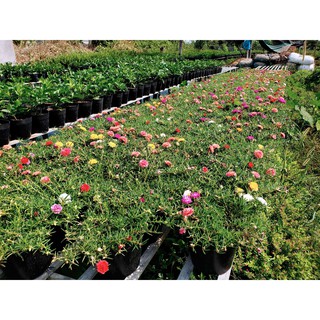 Hoa Mười Giờ 3 Màu 1 Chậu