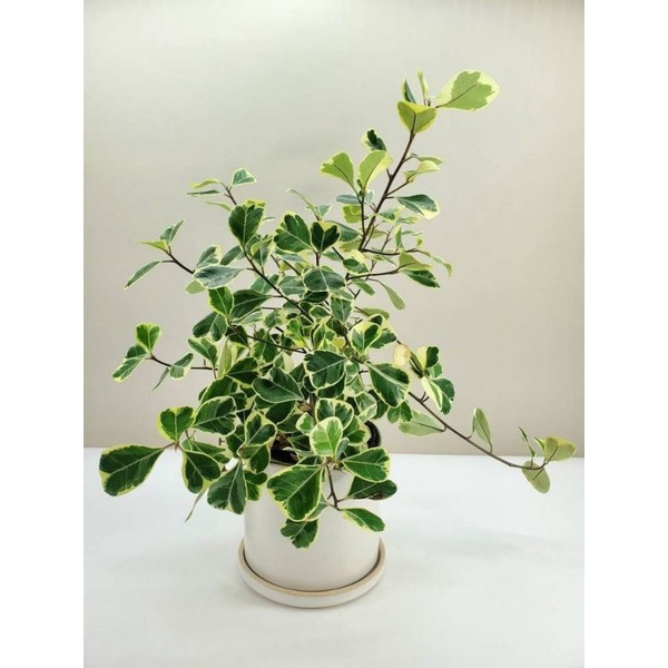 Chậu mềm Ficus triangularis variegata - Bàng tam phúc