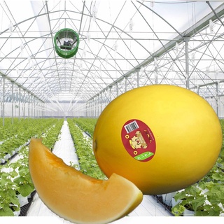 Hạt Giống Dưa Lê Thần Tài KIIRO - Giống Nhật Bản F1