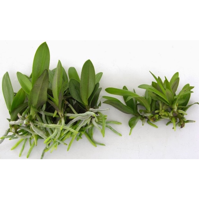 ( HOT ) Phân bón lá Alpha Omega kích thích sinh trưởng kích mầm chồi nhập Thái Lan lọ 250 ml
