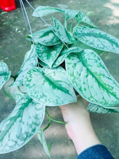 TRẦU BÀ PHÁP CHẬU GÁO DỪA