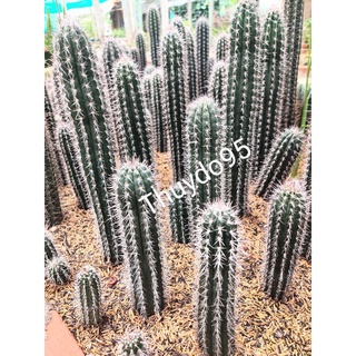 Xương Rồng Hải Đăng đen