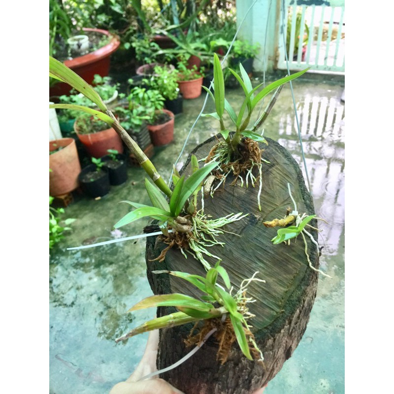 Combo lan mini yaya, hồ điệp