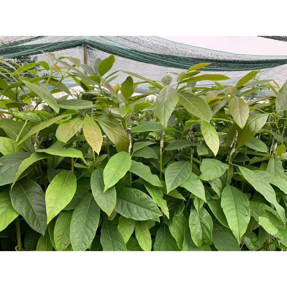 Cây giống Bơ Sáp Da Xanh