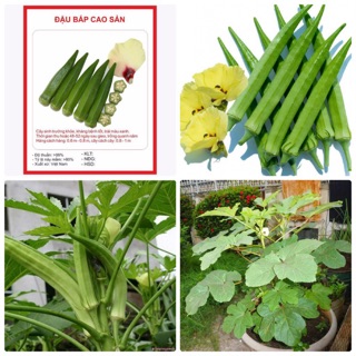 10GR - HẠT GIỐNG ĐẬU BẮP XANH CAO SẢN SIÊU LÙN