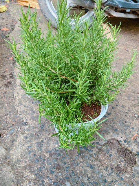 Chậu Hương Thảo size lớn