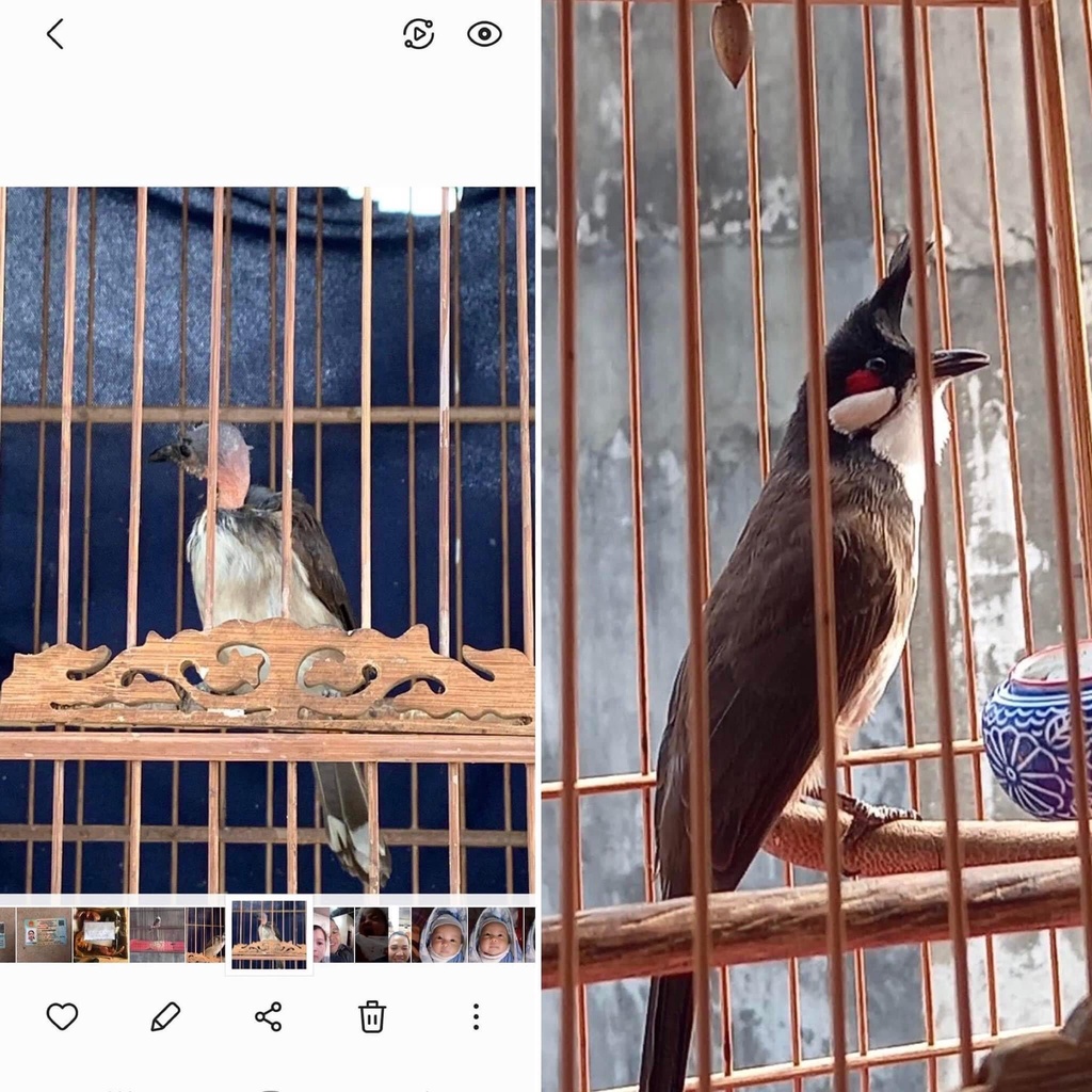 [Ảnh thật tự chụp] Nước Tắm Chim Cảnh 100ml - Chuyên Cho Người Chơi Chim Cảnh, Thi Đấu