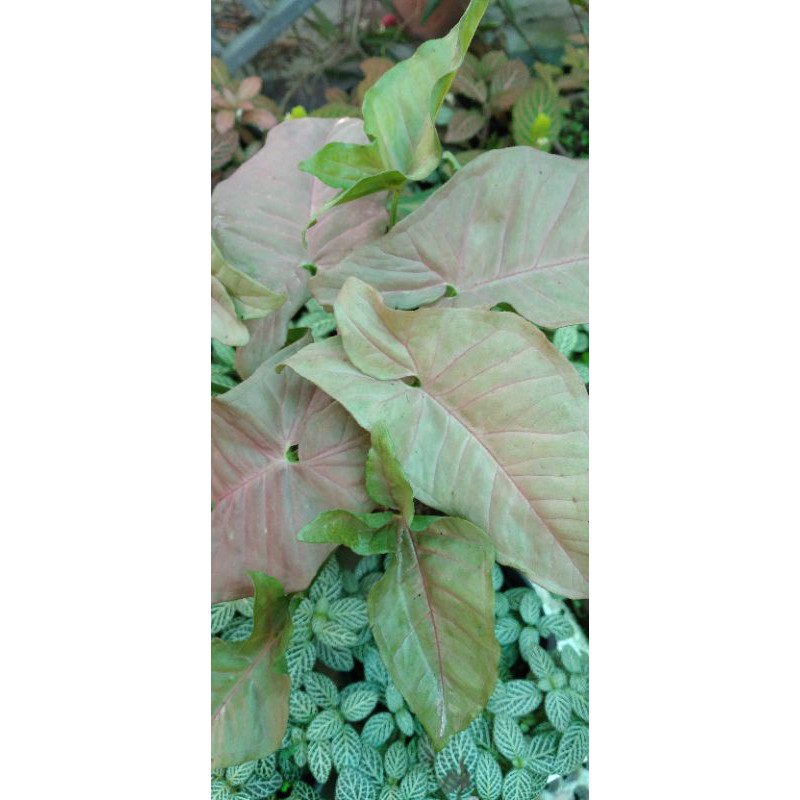 Trầu bà hồng