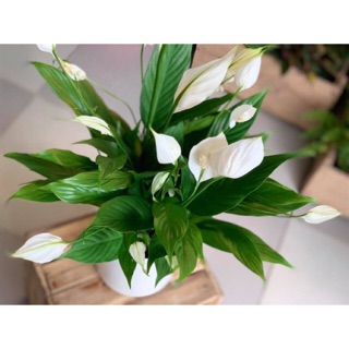 Cây lan ý-khóm cây to