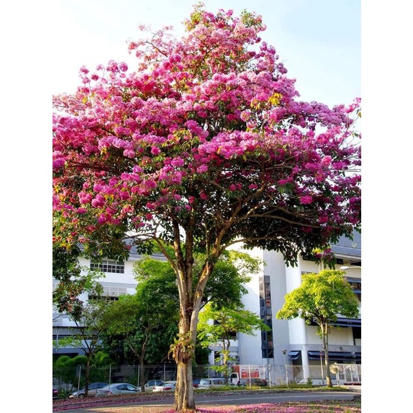 Cây giống muồng anh đào