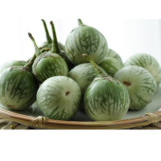 Hạt giống cà dĩa dễ trồng tỷ lệ nảy mầm cao