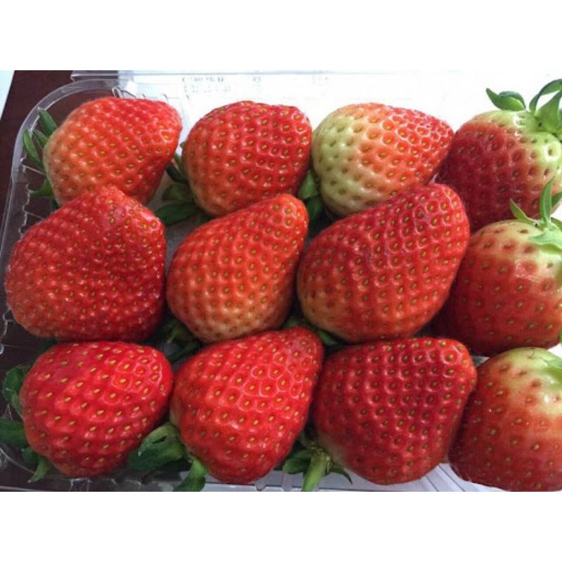 Cây Dâu Tây Hàn Kumsil x10 Giống Cấy Mô