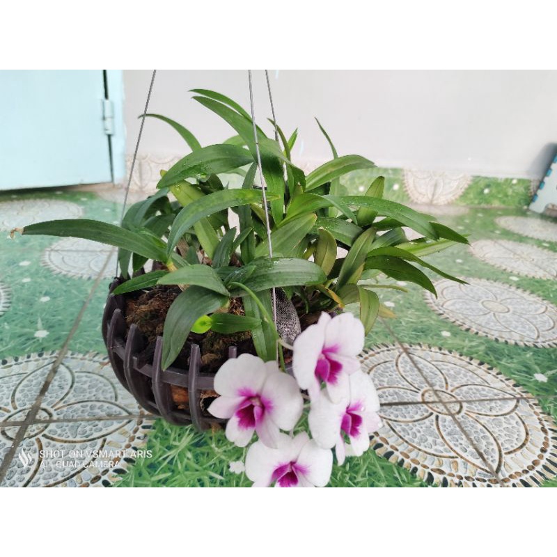 Lan Đùi Gà Hoa Trắng Tím Nở Hoa Quanh Năm