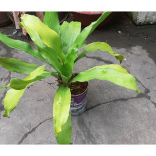 Cây phát tài (thiết mộc lan) thân gỗ giá rẻ