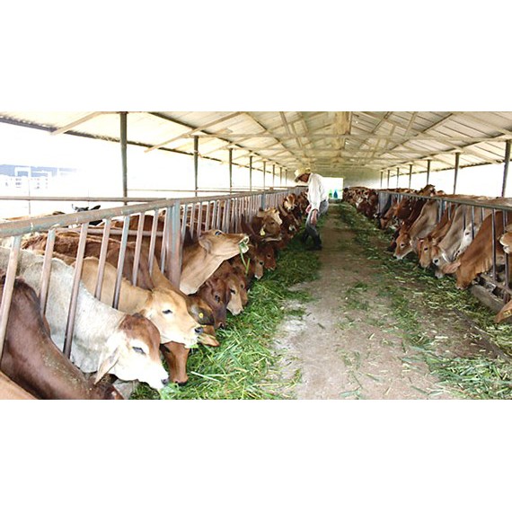 Máy phun khói khử trùng trang trại cho trâu, bò, lợn TL-35N Mitsuyama phòng chống dịch bệnh | WebRaoVat - webraovat.net.vn