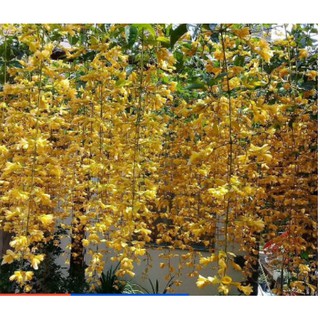 Cây giống cây lan hoàng dương - utnho