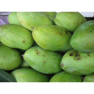 CÂY GIỐNG XOÀI KEO