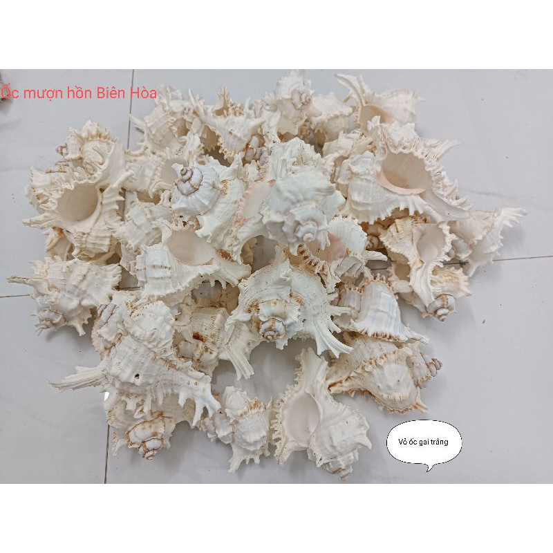 Vỏ ốc biển gai trắng. Ốc mượn hồn Biên Hòa.