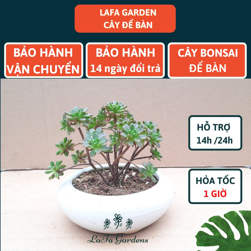 Cây để bàn làm việc LAFA GARDEN, chậu cây cảnh để bàn, Combo cây kèm chậu đất trồng